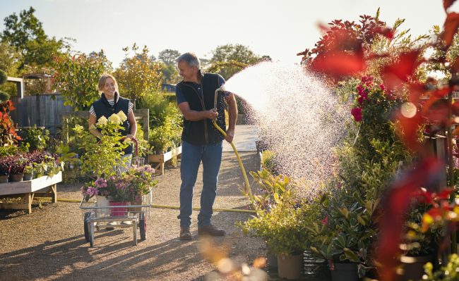 Mature Man And Woman Working Outdoors In Garden Centre Watering